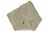 Detailed Crane Fly (Tipulidae) Fossil - Green River Formation #244697-1